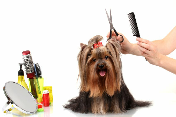 Dog Grooming Tips